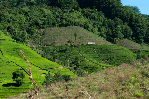 Excursión a la Granja de Té (Todo incluido)