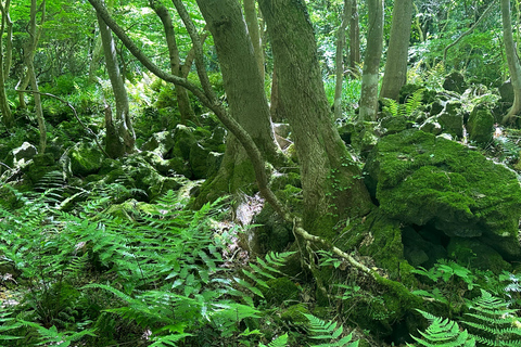 Jeju West: Healing UNESCO Small Group Day Tour