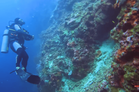 Moalboal : Scuba Diving Sardine Run and Turtle Chasing Scuba Diving: Sardine Run, Turtle Chasing &Pescador Island