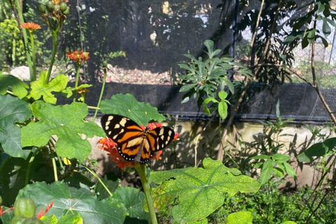 Vlindertuin Plus Apen en sigaren Puerto Plata-tourVlindertuin Plus Apen en sigaren in Puerto Plata