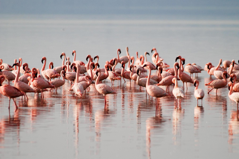 Day Trip To Lake Nakuru -See Flamingoes, Rhinos, Lions