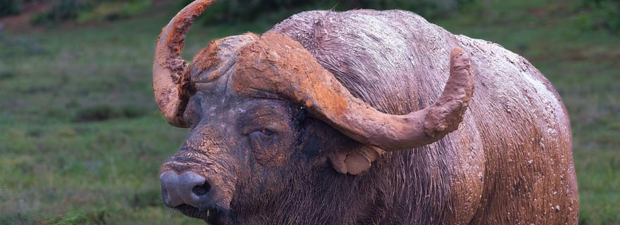 Safari d'une journée complète à Addo Elephant / Excursions côtières