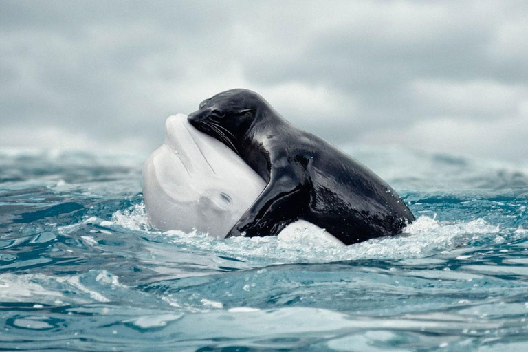 Alanya: Dolphin & Sea Lion Show with Hotel Transfers