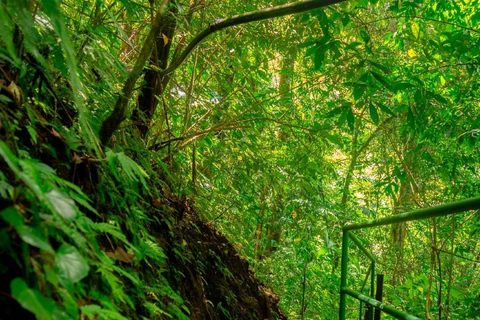 Puntarenas: Rainmaker Park Guided Tour with Lunch