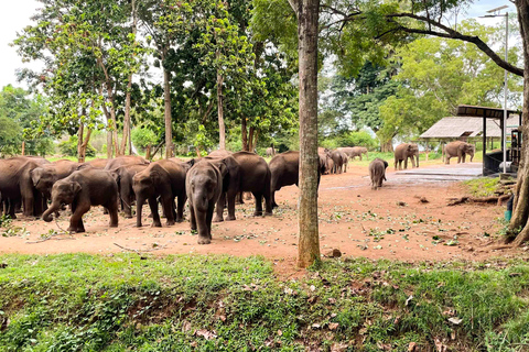 Ella/Hikkaduwa/Galle/Mirissa: Escursione di un giorno al safari di UdawalaweSafari di 6 ore a Udawalawe