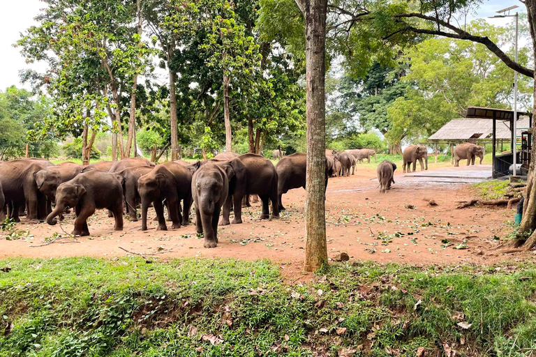 Ella/Hikkaduwa/Galle/Mirissa: Escursione di un giorno al safari di UdawalaweSafari di 6 ore a Udawalawe
