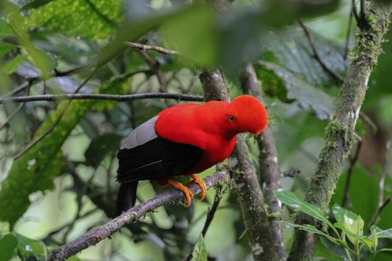 Gallito de la Peña and Bellavista Birdwatching 2 Day Tour