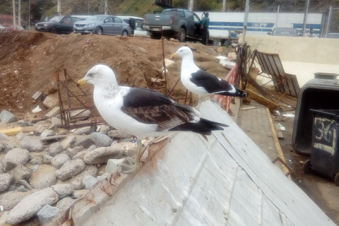 Tour to Viña del Mar, Reñaca, and Concon (Shared) Tour to Viña del Mar, Reñaca, and Concon