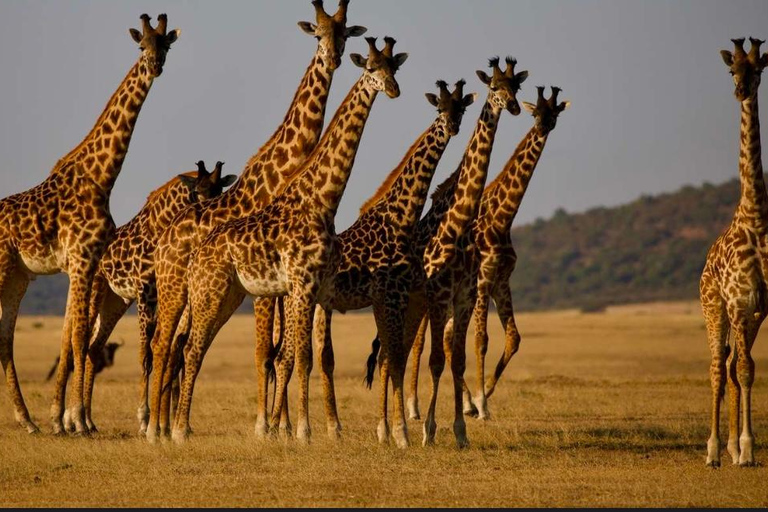 Addis Abeba: wycieczka do kościoła Chebera Churchura i Parku Narodowego MazeAddis Abeba: Wycieczka do kościoła Chebera Churchura i Parku Narodowego Maze