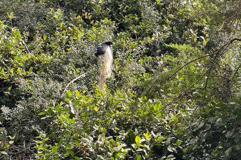 Mount Kilimanjaro one day hike to base camp for small group