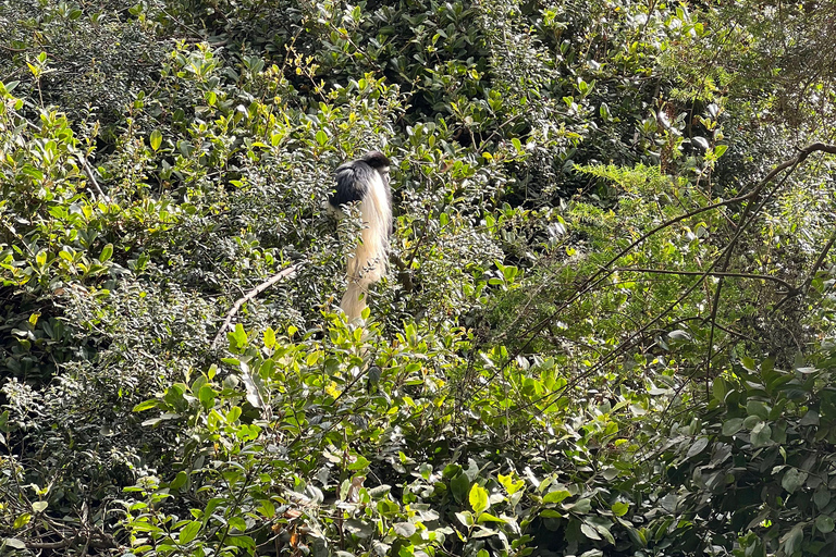 Kilimandscharo Tageswanderung zum Basislager für eine kleine Gruppe