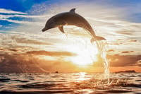 North Bali, Sunrise Tour com golfinhos, cachoeiras e templos - Housity