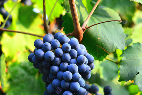 Béziers : Erkunde die Weinberge von Faugères mit einem Picknick