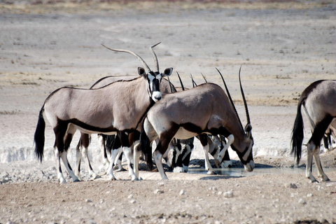 10 Days Beauty of Namibia | Guided Camping