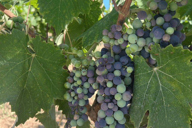 From medieval Evenos to Bandol wines : a taste of Provence Evenos - Bandol - La Ciotat - Cassis : PUBLIC