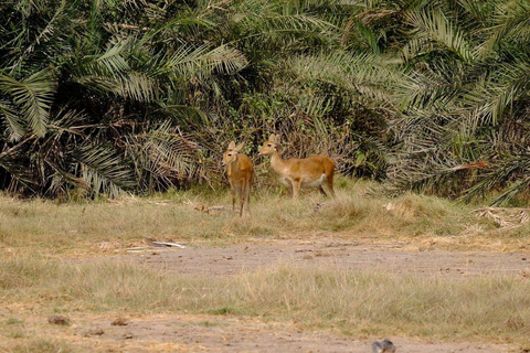 Nairobi: 4 Days epic trip to Amboseli, Tsavo West & East