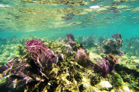 Z Riviera Maya: Isla Contoy i Isla Mujeres Całodniowa wycieczkaOdbiór z Cancun