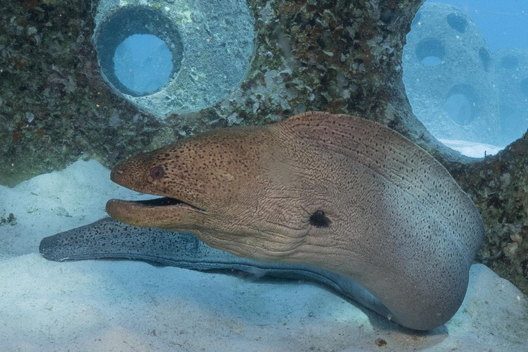 Phuket: Koh Racha Discovery Dive with Optional 2 or 3 Dives 3 Discovery Dives