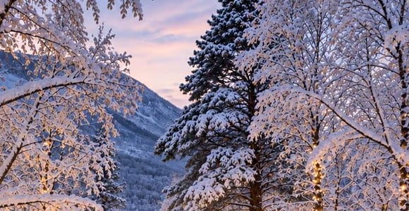 Tromsø: Reindeer Sledding, Feeding & Sami Culture Experience