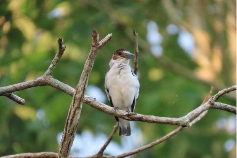 Kartagena: prywatna wycieczka z obserwacją ptaków w tropikalnym lesie suchymKartagena: Prywatna wycieczka z obserwacją ptaków w tropikalnym lesie suchym