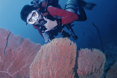 Menjangan Island: Fun Diving Experience
