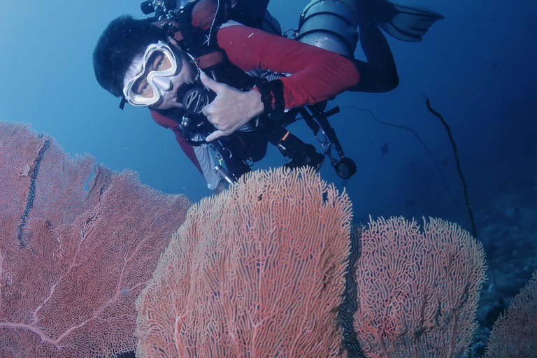 Menjangan Island: Fun Diving Experience