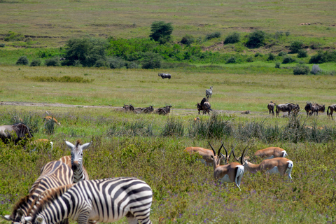 Arusha: Ngorongoro Crater Full-Day Safari Ngorongoro Crater: Full Day Safari