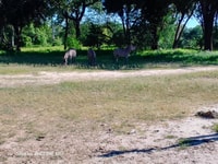 Hwange Day Trip - Housity