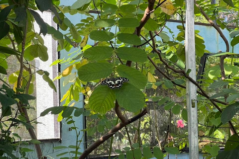 Puerto Plata: Countryside Tour with Butterfly Farm Visit