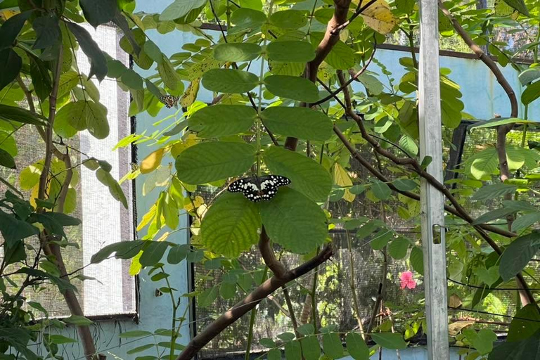 Puerto Plata: Countryside Tour with Butterfly Farm Visit