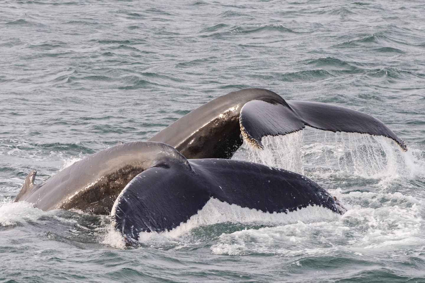Hólmavík: Whale Watching Tour