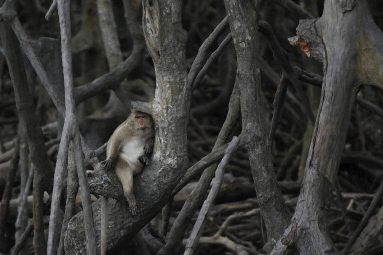 Ko Lanta: Private Exploration– Mangroves, Old Town & Beaches Private Exploration Tour