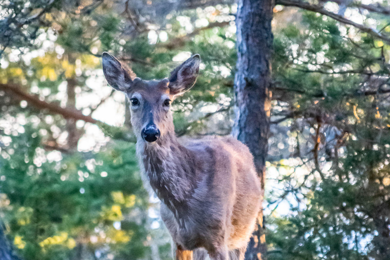 Safari nella natura con cena al fuoco da Helsinki