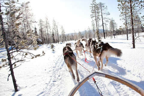 Rovaniemi: Fattoria degli Husky e delle Renne con giro in slitta