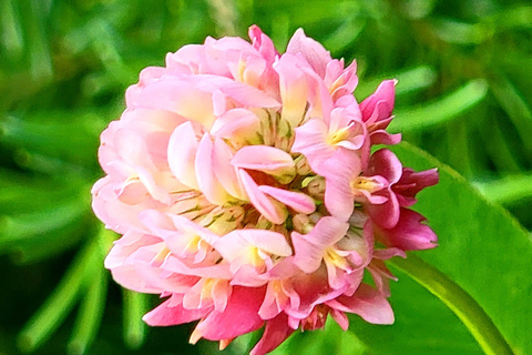 Banff: Lake Louise and Moraine Lake Tour with Pickup & Drop