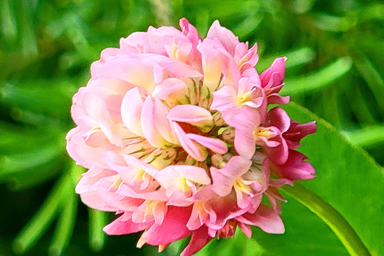 Banff: Lake Louise and Moraine Lake Tour with Pickup & Drop