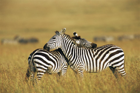 Von Nairobi aus: Maasai Mara Geführte Pirschfahrt