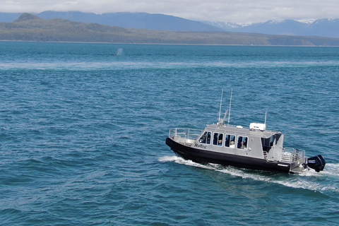 Hoonah: Icy Strait Whale Watch with Drone Filmography