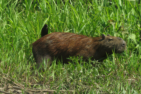 Puerto Maldonado: Tambopata Expeditions 4 Days (expeditions) Puerto Maldonado: Tambopata Expeditions 4 days (expeditions)