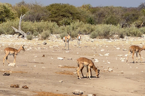 From Windhoek: 7-Day Namibia Camping Tour with Game Drive