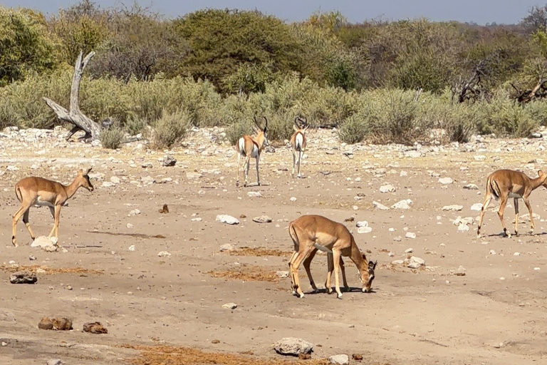 From Windhoek: 7-Day Namibia Camping Tour with Game Drive
