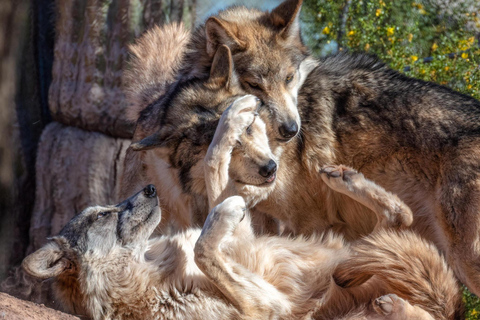 Phoenix Zoo Tour with Animal Encounters