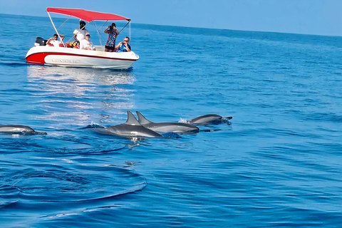 Rencontre avec des dauphins sauvages et plongée en apnée - Ile Maurice.