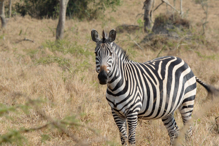 Tour di 7 giorni in Ruanda e Uganda: trekking dei primati e fauna selvatica