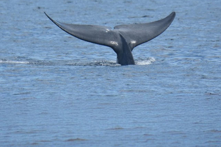 Private Whale Watching Day Tour from Colombo to Mirissa