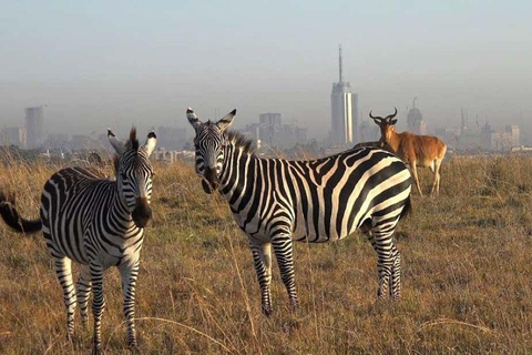 Półdniowa wycieczka do Parku Narodowego Nairobi