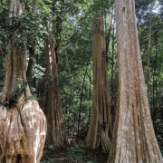 Cat Tien National Park with Crocodile Lake