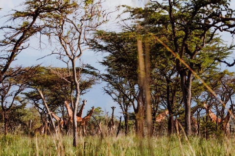 18 Tage Afrikanische Dschungel Safari Tour