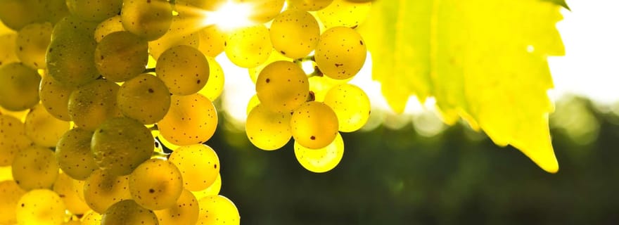 Visite privée des vignobles de la vallée de Waipara avec dégustation