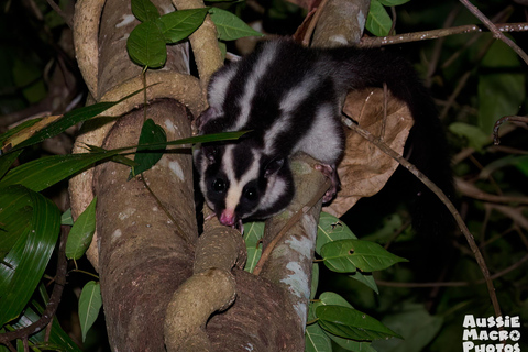 Cairns: promenade nocturne dans le jardin botanique de Cairns